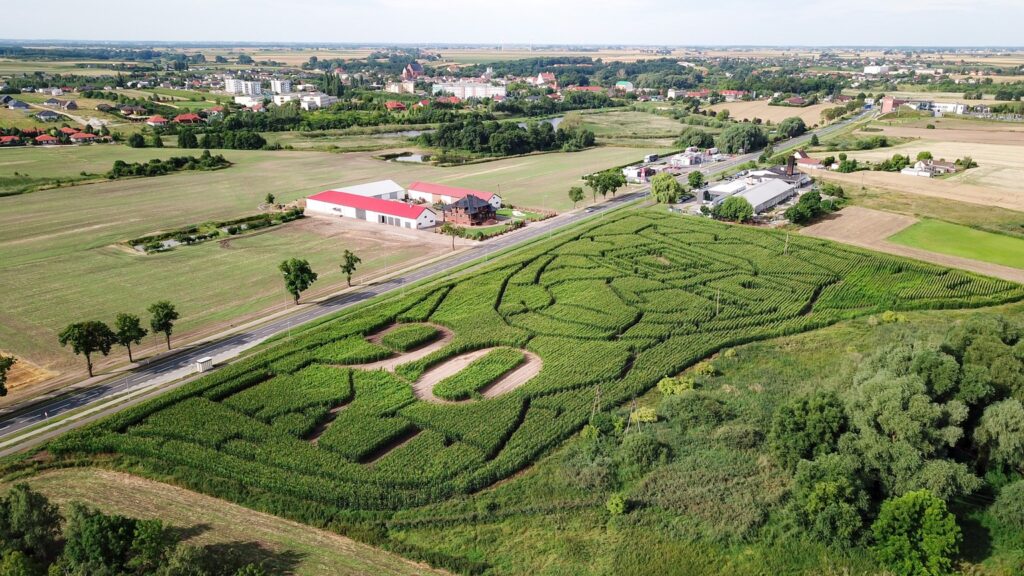 Labirynt w kukurydzy w Brześciu Kujawskim z lotu ptaka - zdjęcie z drona
